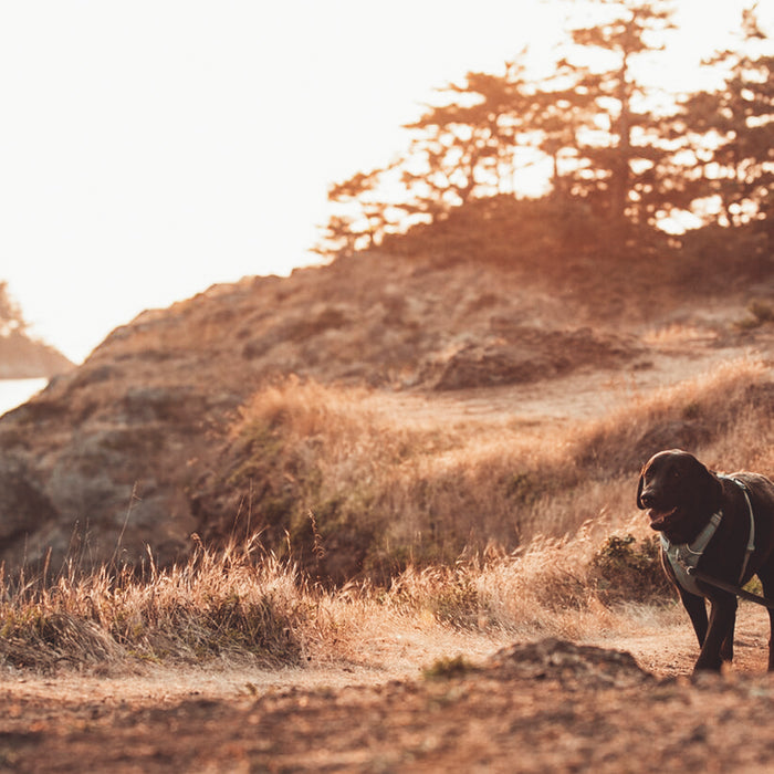 CAMPING UND BACKPACKING MIT DEM HUND