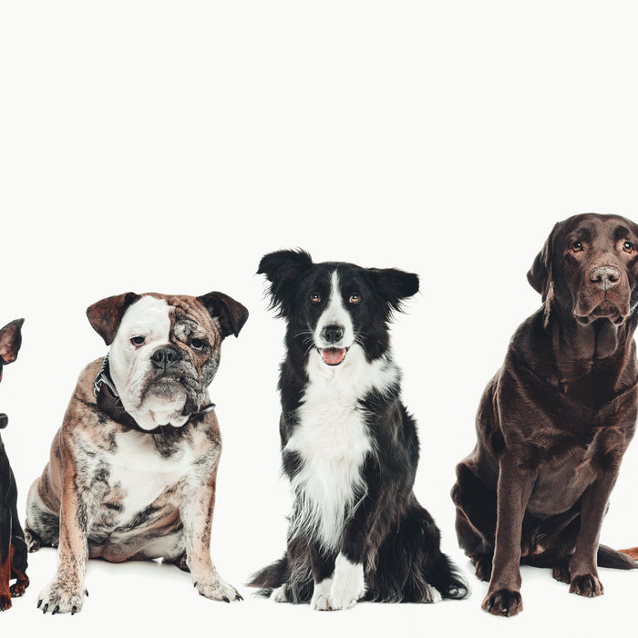 Chi o cosa sono i cani Büssli? 🐶