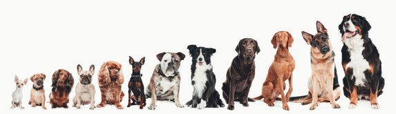 Büssli Hunde