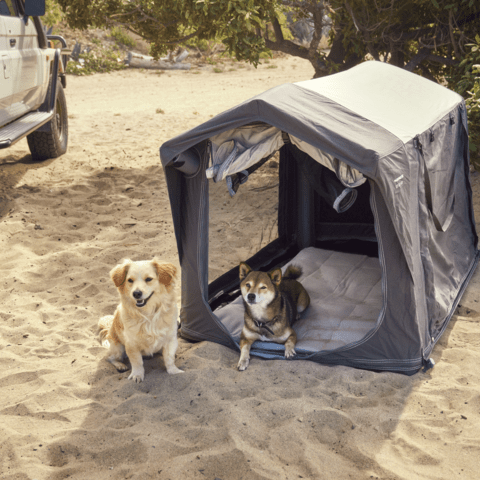 Aufblasbare Hundebox