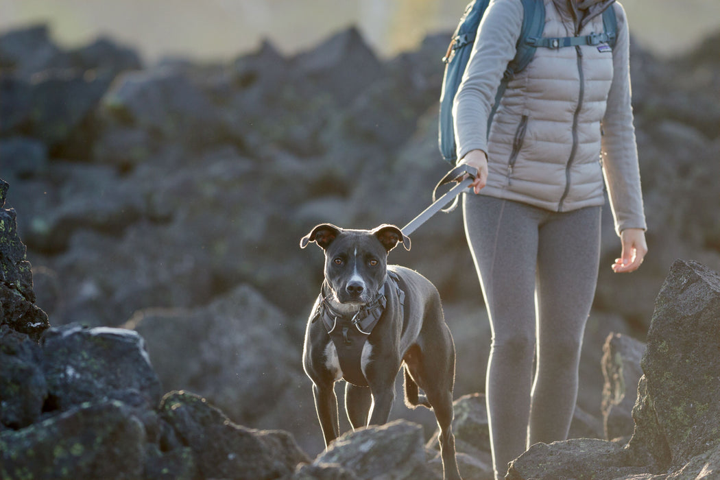 Harnais pour chien Front Range® de RUFFWEAR