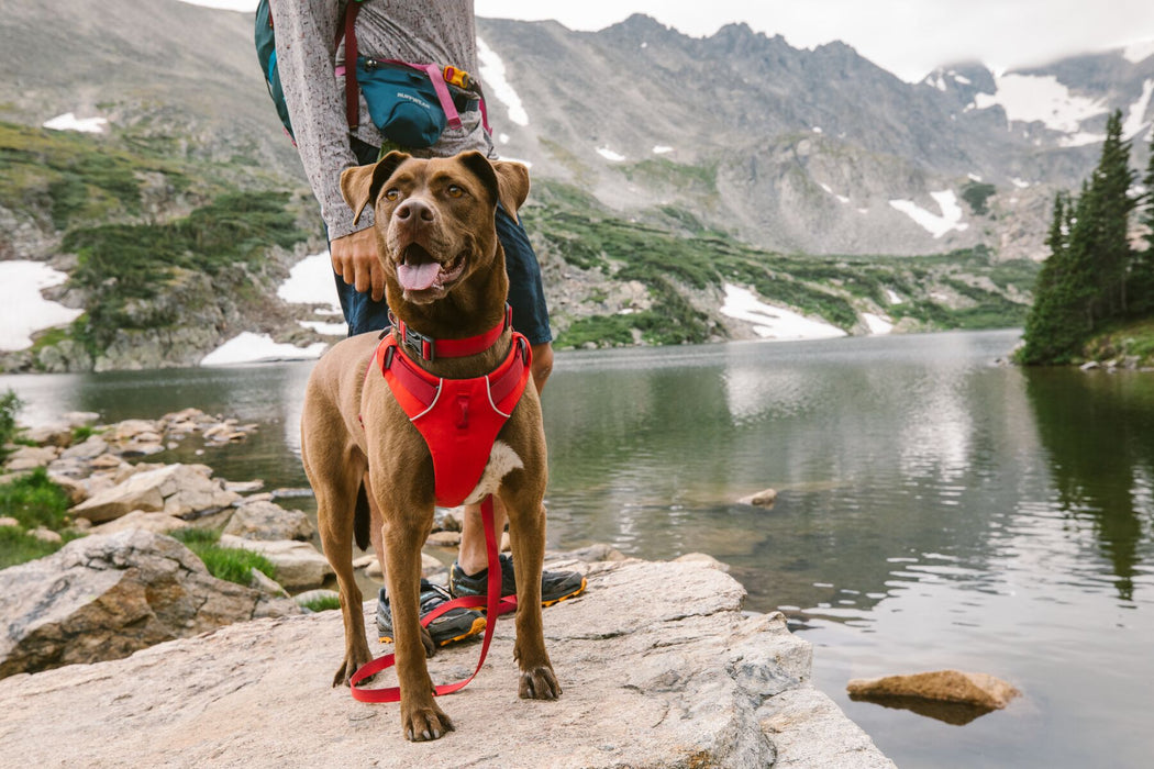 Harnais pour chien Front Range® de RUFFWEAR